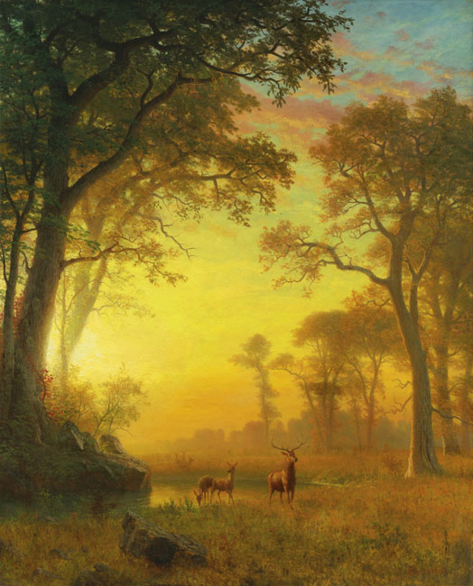 light in the forest